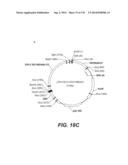 LENTIVIRAL GENE TRANSFER VECTORS AND THEIR MEDICINAL APPLICATIONS diagram and image