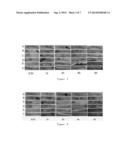 USE OF SALMONELLA FLAGELLIN DERIVATIVE IN PREPARATION OF DRUG FOR     PREVENTING AND TREATING INFLAMMATORY BOWEL DISEASES diagram and image