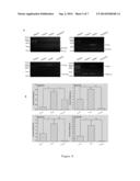 USE OF SALMONELLA FLAGELLIN DERIVATIVE IN PREPARATION OF DRUG FOR     PREVENTING AND TREATING INFLAMMATORY BOWEL DISEASES diagram and image