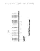 BRUCELLA PHAGE POLYNUCLEOTIDES AND USES THEREOF diagram and image