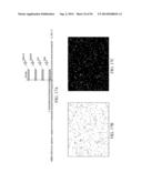 Reagents, Methods, and Libraries for Bead-Based Sequencing diagram and image