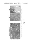 Telomere Length Measurement in Formalin-Fixed, Paraffin Embedded (FFPE)     Samples by Quantitative PCR diagram and image