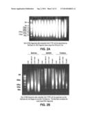 Telomere Length Measurement in Formalin-Fixed, Paraffin Embedded (FFPE)     Samples by Quantitative PCR diagram and image