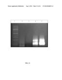 GOLD NANOPARTICLE BASED DIPSTICK NANO-BIOSENSOR FOR DETECTING PLASMODIUM     FALCIPARUM AND PLASMODIUM VIVAX AND MEHTOD OF SYNTHESIZING THE SAME diagram and image