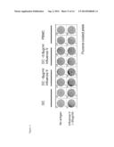 METHODS FOR TESTING AN IMMUNE RESPONSE USING CULTURES OF T CELLS, B CELLS,     DENDRITIC CELLS AND FOLLICULAR DENDRITIC CELLS diagram and image