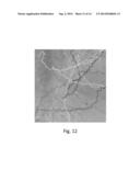 ANALYSIS AND SORTING OF MOTILE CELLS diagram and image