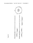 METHODS FOR EXPRESSING POLYPEPTIDES IN HYPERTHERMOPHILES diagram and image