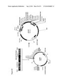 METHODS FOR EXPRESSING POLYPEPTIDES IN HYPERTHERMOPHILES diagram and image