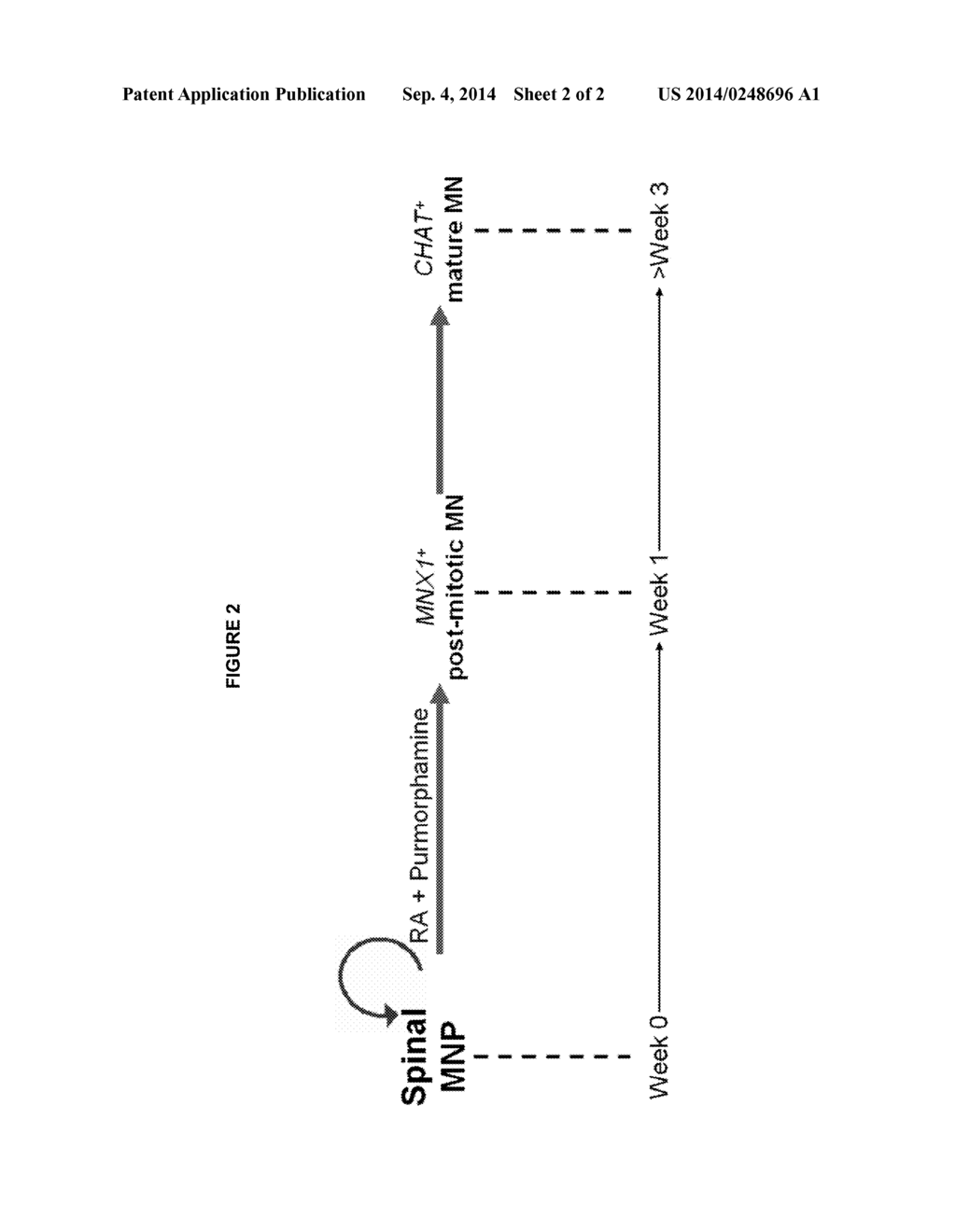 METHODS OF MAINTAINING, EXPANDING, AND DIFFRENTIATING NEURONAL SUBTYPE     SPECIFIC PROGENITORS - diagram, schematic, and image 03