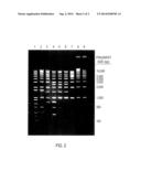 NUCLEIC ACID LADDERS diagram and image