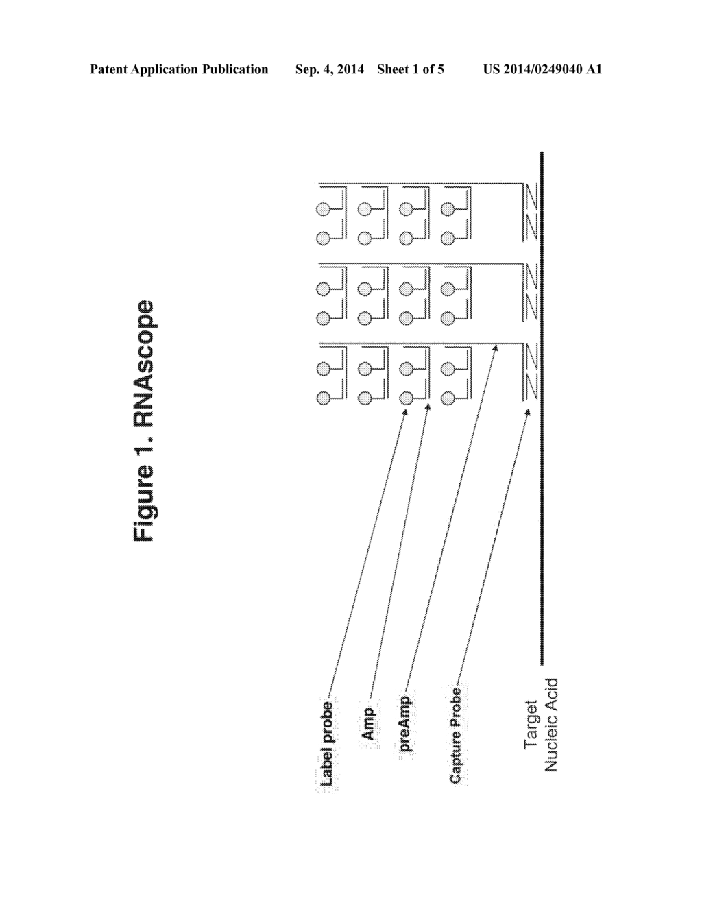 ULTRA SENSITIVE METHOD FOR IN SITU DETECTION OF NUCLEIC ACIDS - diagram, schematic, and image 02