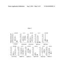 USE OF CD5 ANTIGEN-LIKE AS A BIOMARKER FOR DIABETIC NEPHROPATHY diagram and image