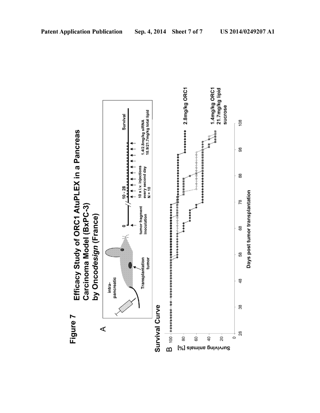 MEANS FOR INHIBITING THE EXPRESSION OF ORC-1 - diagram, schematic, and image 08