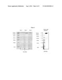 ANTI-HUMAN EQUILIBRATIVE NUCLEOSIDE TRANSPORTER 1 (hENT1) ANTIBODIES ADN     METHODS OF USE THEREOF diagram and image