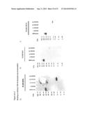 TDP-43 SPECIFIC BINDING MOLECULES diagram and image