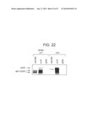 Specific binding proteins and uses thereof diagram and image