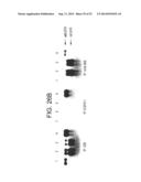 Specific binding proteins and uses thereof diagram and image