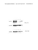 Specific binding proteins and uses thereof diagram and image