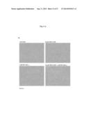 Combination therapy for neoplasia treatment diagram and image