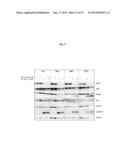 Combination therapy for neoplasia treatment diagram and image