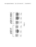 OVEREXPRESSION OF AMINOACYL-tRNA SYNTHETASES FOR EFFICIENT PRODUCTION OF     ENGINEERED PROTEINS CONTAINING AMINO ACID ANALOGUES diagram and image