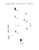 OVEREXPRESSION OF AMINOACYL-tRNA SYNTHETASES FOR EFFICIENT PRODUCTION OF     ENGINEERED PROTEINS CONTAINING AMINO ACID ANALOGUES diagram and image