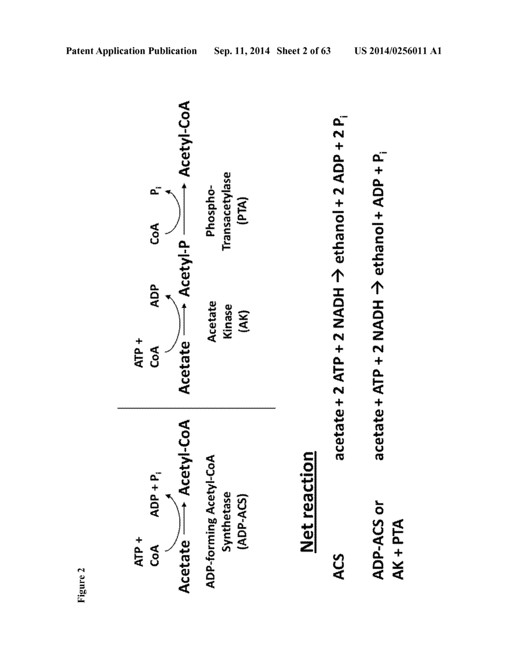 Method for Acetate Consumption During Ethanolic Fermentaion of Cellulosic     Feedstocks - diagram, schematic, and image 03