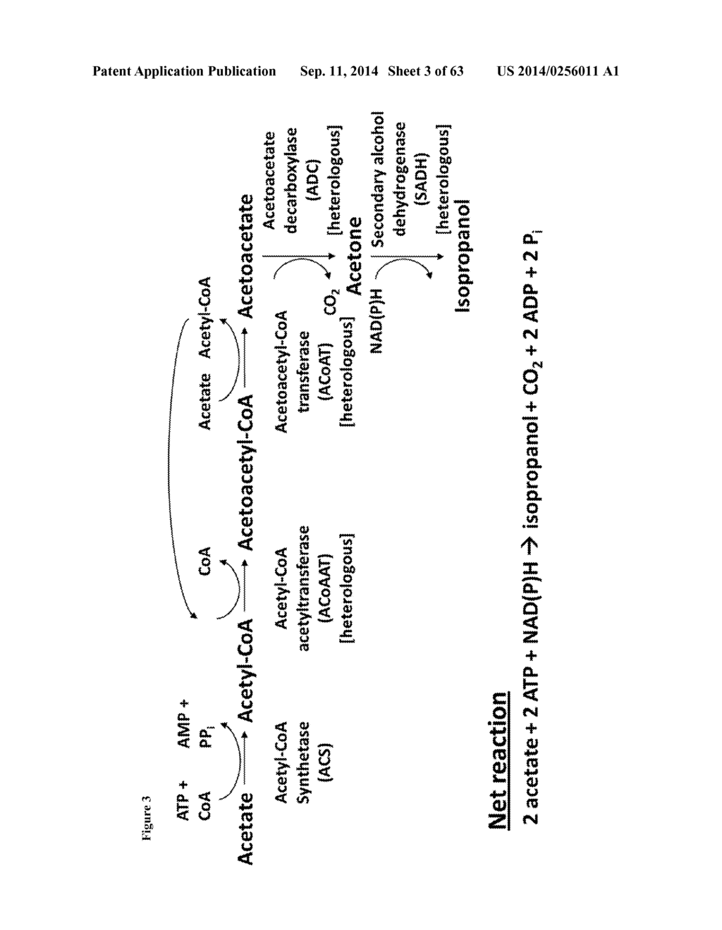 Method for Acetate Consumption During Ethanolic Fermentaion of Cellulosic     Feedstocks - diagram, schematic, and image 04