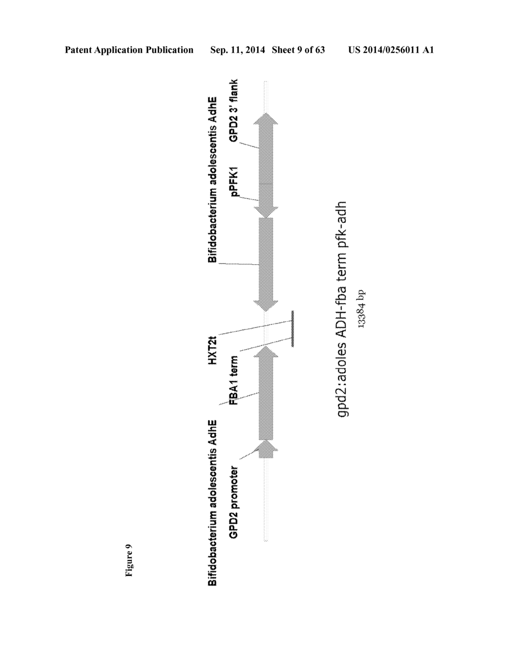 Method for Acetate Consumption During Ethanolic Fermentaion of Cellulosic     Feedstocks - diagram, schematic, and image 10
