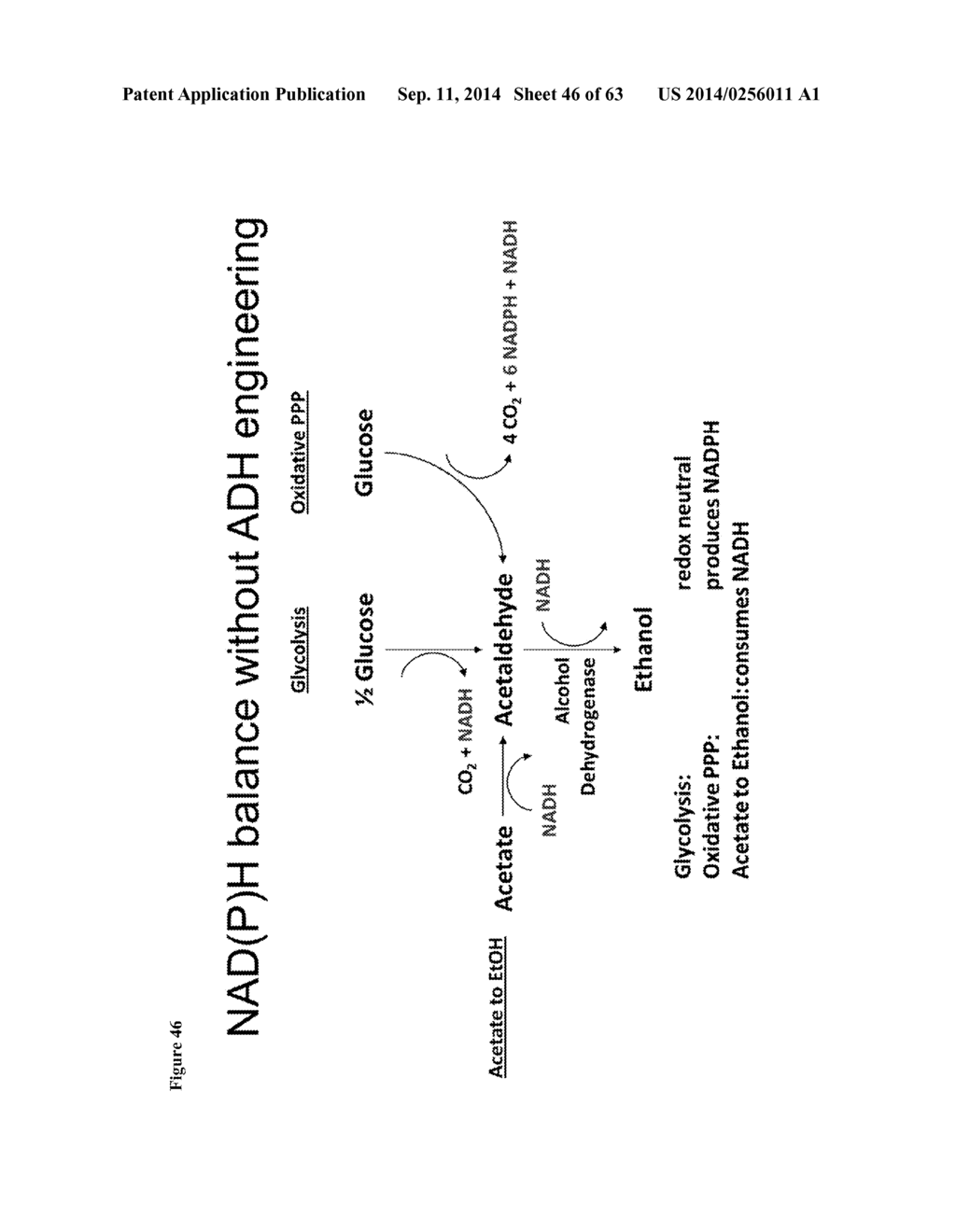 Method for Acetate Consumption During Ethanolic Fermentaion of Cellulosic     Feedstocks - diagram, schematic, and image 47