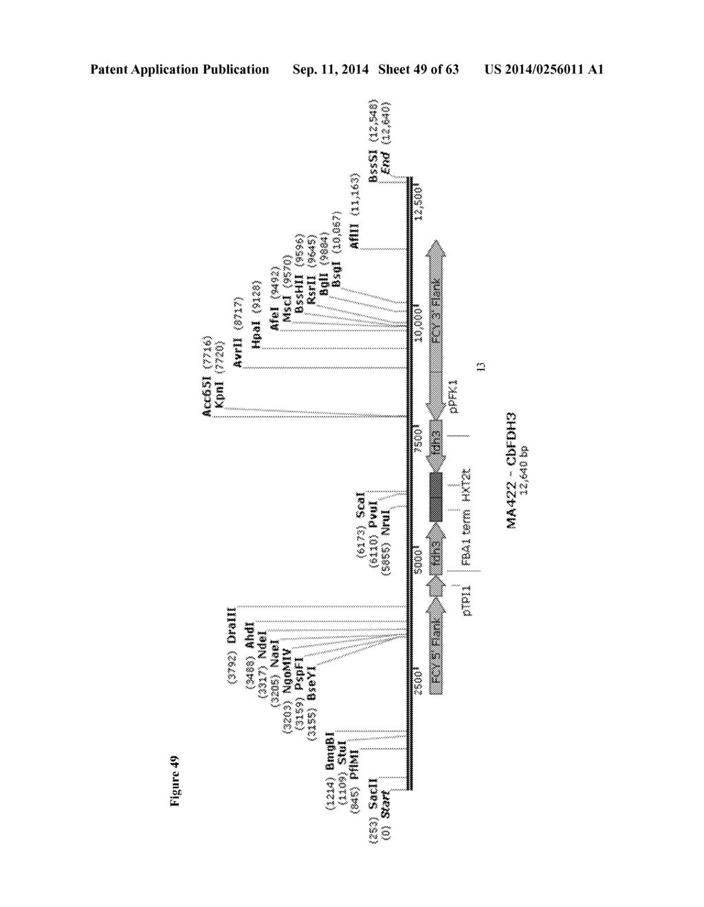 Method for Acetate Consumption During Ethanolic Fermentaion of Cellulosic     Feedstocks - diagram, schematic, and image 50