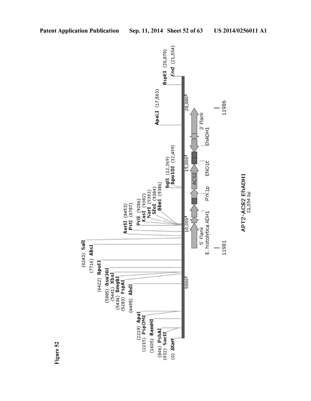 Method for Acetate Consumption During Ethanolic Fermentaion of Cellulosic     Feedstocks - diagram, schematic, and image 53