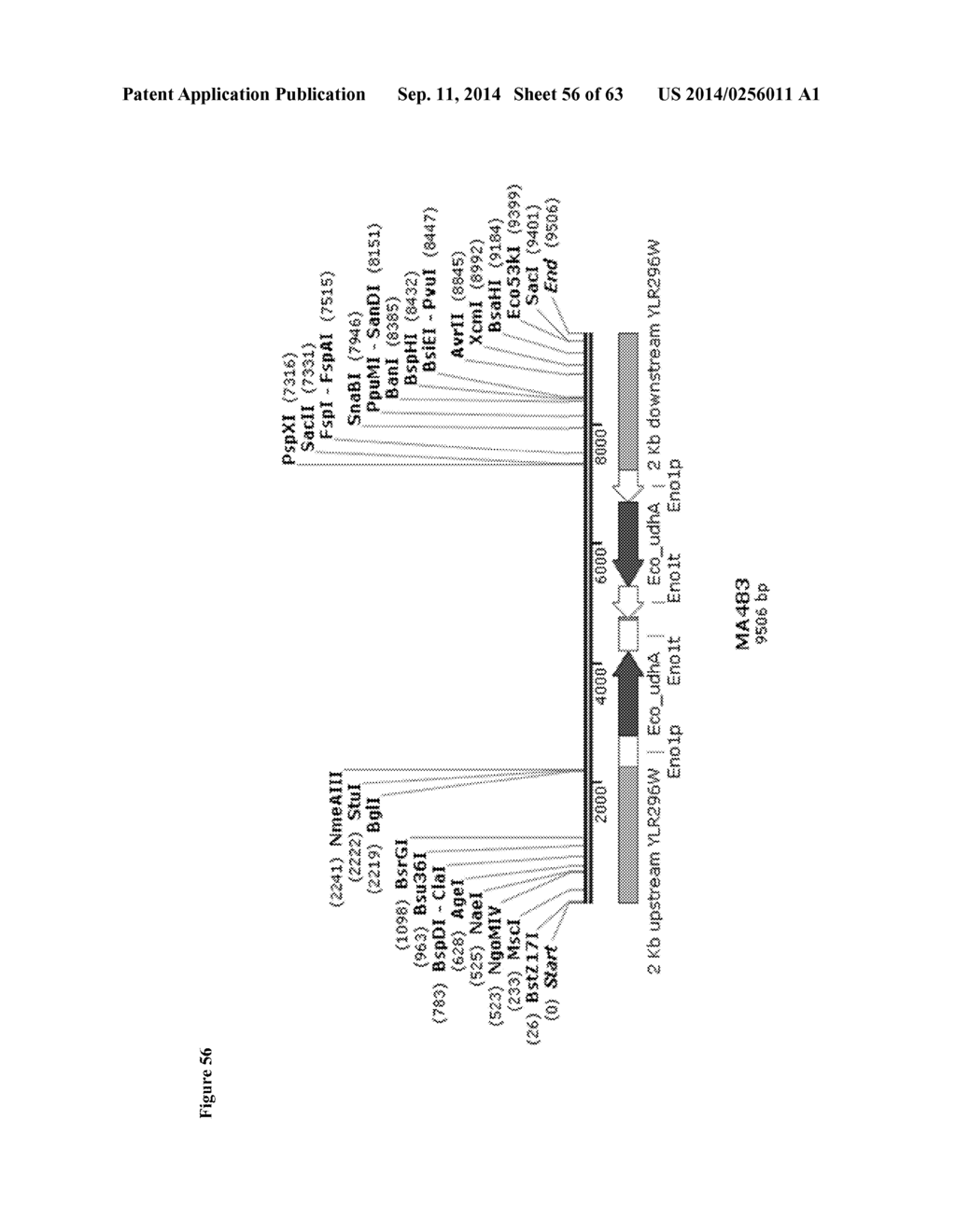 Method for Acetate Consumption During Ethanolic Fermentaion of Cellulosic     Feedstocks - diagram, schematic, and image 57