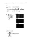 SMALL CHEMICAL COMPOUND WHICH PROMOTES INDUCTION OF DIFFERENTIATION OF     STEM CELLS INTO INSULIN-PRODUCING CELLS AND METHOD FOR INDUCING     DIFFERENTIATION OF STEM CELLS INTO INSULIN-PRODUCING CELLS USING SAID     SMALL CHEMICAL COMPOUND diagram and image