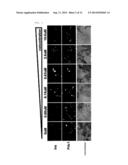 SMALL CHEMICAL COMPOUND WHICH PROMOTES INDUCTION OF DIFFERENTIATION OF     STEM CELLS INTO INSULIN-PRODUCING CELLS AND METHOD FOR INDUCING     DIFFERENTIATION OF STEM CELLS INTO INSULIN-PRODUCING CELLS USING SAID     SMALL CHEMICAL COMPOUND diagram and image