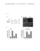 SMALL CHEMICAL COMPOUND WHICH PROMOTES INDUCTION OF DIFFERENTIATION OF     STEM CELLS INTO INSULIN-PRODUCING CELLS AND METHOD FOR INDUCING     DIFFERENTIATION OF STEM CELLS INTO INSULIN-PRODUCING CELLS USING SAID     SMALL CHEMICAL COMPOUND diagram and image