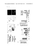 SMALL CHEMICAL COMPOUND WHICH PROMOTES INDUCTION OF DIFFERENTIATION OF     STEM CELLS INTO INSULIN-PRODUCING CELLS AND METHOD FOR INDUCING     DIFFERENTIATION OF STEM CELLS INTO INSULIN-PRODUCING CELLS USING SAID     SMALL CHEMICAL COMPOUND diagram and image