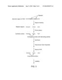 SYNTHESIS OF LONG FISH PROBES diagram and image