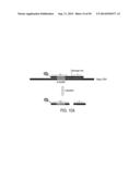 SEQUENCE-SPECIFIC DETECTION OF NUCLEOTIDE SEQUENCES diagram and image