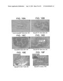 Polypeptides Involved In Immune Response diagram and image