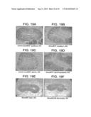 Polypeptides Involved In Immune Response diagram and image