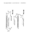 SITE SPECIFIC DELIVERY OF NUCLEIC ACIDS BY COMBINING TARGETING LIGANDS     WITH ENDOSOMOLYTIC COMPONENTS diagram and image