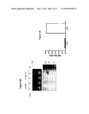 COMPOSITION AND METHODS FOR MODULATING CELL PROLIFERATION AND CELL DEATH diagram and image