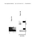 COMPOSITION AND METHODS FOR MODULATING CELL PROLIFERATION AND CELL DEATH diagram and image