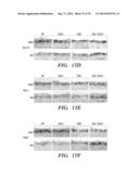 CO-ACTIVATION OF MTOR AND STAT3 PATHWAYS TO PROMOTE NEURONAL SURVIVAL AND     REGENERATION diagram and image