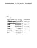 REPLICATION CAPABLE rAAV VECTORS ENCODING INHIBITORY siRNA AND METHODS OF     THEIR USE diagram and image