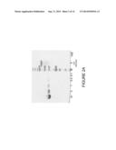 IMMUNO IMAGING AGENT FOR USE WITH ANTIBODY-DRUG CONJUGATE THERAPY diagram and image