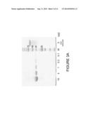 IMMUNO IMAGING AGENT FOR USE WITH ANTIBODY-DRUG CONJUGATE THERAPY diagram and image