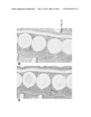 3-DIMENSIONAL LARGE CAPACITY CELL ENCAPSULATION DEVICE ASSEMBLY diagram and image