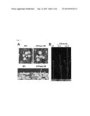 MANIPULATING PHB GENES FOR PLANT BIOMASS ACCUMULATION AND YIELD diagram and image